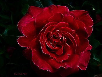 Blood rose, fractal, roses HD wallpaper
