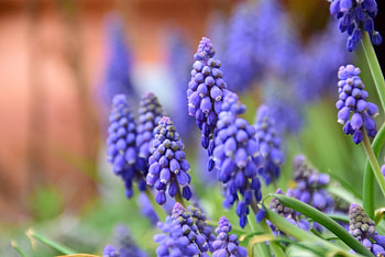 Blur, portrait of hyacinth, flowers HD wallpaper