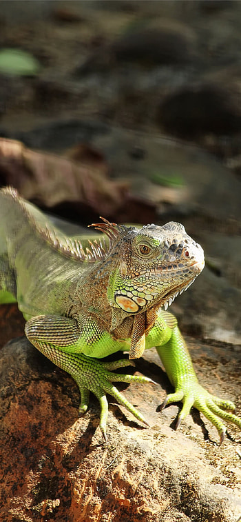 Iguana , High-quality, now, Retina display HD phone wallpaper