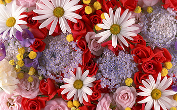 Plants, Flowers HD wallpaper