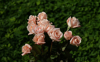 lovely pink roses, garden, pink, roses, lovely HD wallpaper