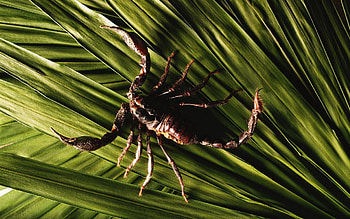 Animals, Leaves, Plant, Legs, Tail, Claws, Scorpion, Scorpio HD wallpaper