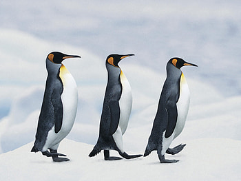 Marching penguin parade, Antarctic snowscape, , Majestic wildlife HD wallpaper