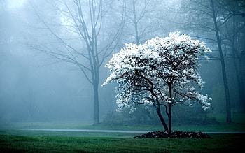 Landscape, Trees HD wallpaper