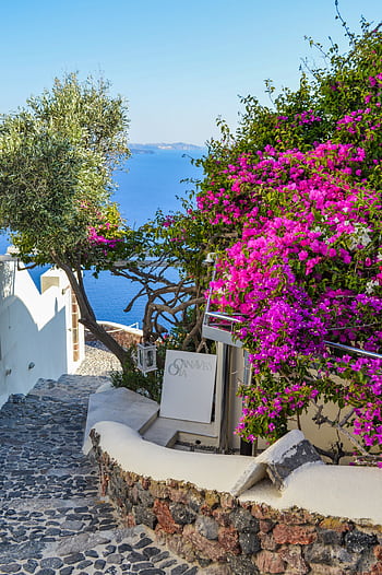 A que alley in Santorini, Greece, with blooming bougainvillea and sea views. HD phone wallpaper