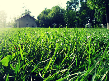 Nature, Grass, Summer, Macro, Shine, Light, Greens, House, Sunny HD wallpaper