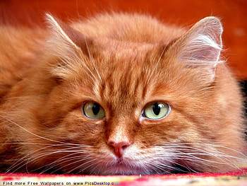 GOLD COLORED CAT WITH EYES OF GREEN, coat, fluffy, beautful, fuzzy HD wallpaper