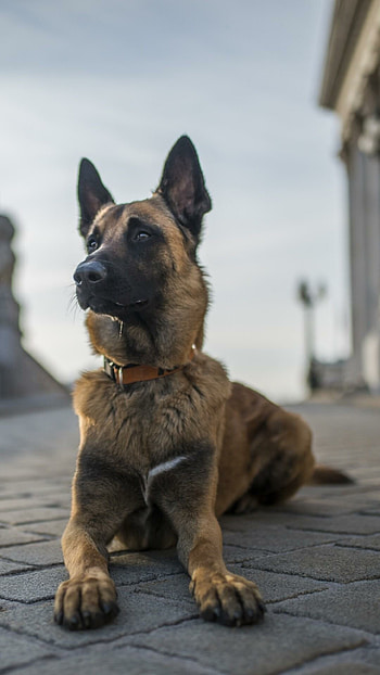 German Shepherd, , Canine elegance, Beautiful HD phone wallpaper