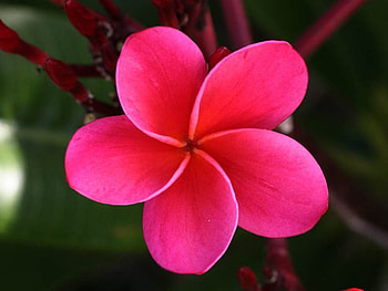 Pink Flower, pink, pretty, nature, flowers HD wallpaper