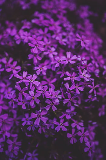 A stunning close-up of vibrant purple phlox flowers in full bloom, showcasing natural beauty. HD phone wallpaper