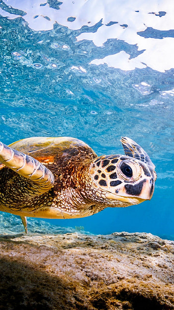 Turtle, Adorable HD phone wallpaper