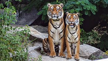 Two Bengal tigers sitting on rocks surrounded by lush greenery, showcasing their natural beauty. HD wallpaper