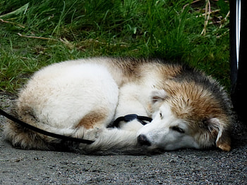 Sleeping dog, dog, relax, sleeping, ground HD wallpaper