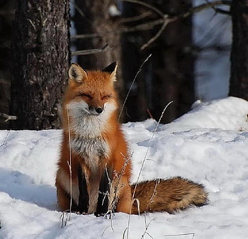 Fox in winter, winter, cute fox, fox HD wallpaper