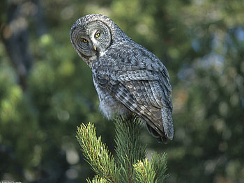 Animals, Owl, Bird, Spruce, Fir, Predator, Sight, Opinion, Waiting, Expectation HD wallpaper