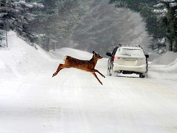 Deer, cool HD wallpaper