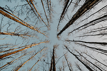 Nature, Trees, Sky, Top, Tops, Bottom View HD wallpaper