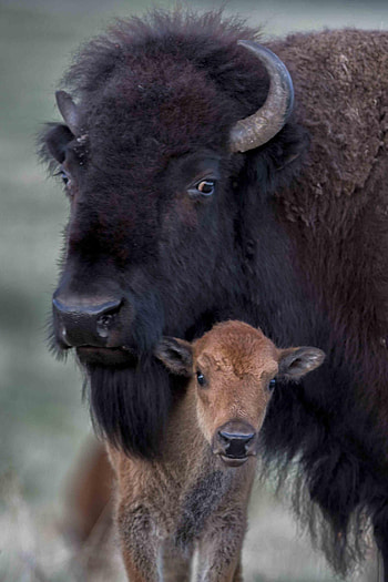 Wild buffalo in nature, Captivating wildlife graphy, Untamed wilderness, Animal dom HD phone wallpaper