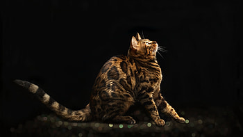 Bengal cat ultra , Powerful and agile, Striking spotted coat, Hunting instincts HD wallpaper