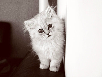 Animals, Cat, Fluffy, Kitty, Kitten, Bw, Chb HD wallpaper