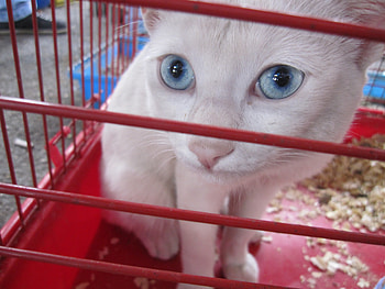 Locked Up In A Cage, animal, sad, cat, cage, captivity HD wallpaper