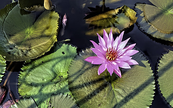 Waterlily, pink, leaves, flower HD wallpaper