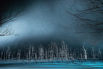Winter Night Snow Trees, winter, snow, night, nature HD wallpaper