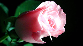 Plants, Flowers, Roses HD wallpaper