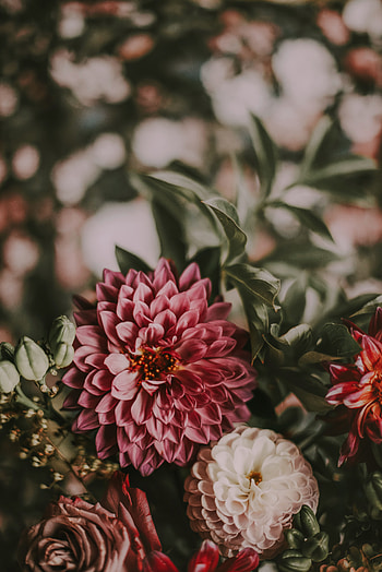 Flowers, Pink, Bouquet, Composition HD phone wallpaper