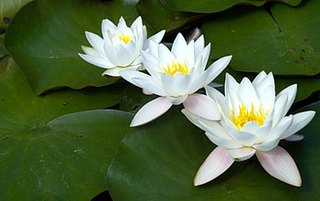 Flowers, Leaves, Water Lilies, Three, Snow White, Row HD wallpaper