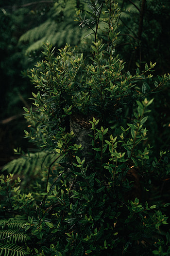 Nature, Leaves, Bush, Plant, Shadows HD phone wallpaper