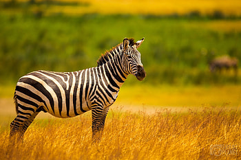 Ngorongoro Crater, Africa's Garden of Eden HD wallpaper
