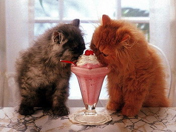Kittens eating ice cream, kitten, cat, eat, food HD wallpaper
