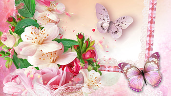 Rose and Butterflies, rose, pink, butterfly, floral, gingham, flowers HD wallpaper