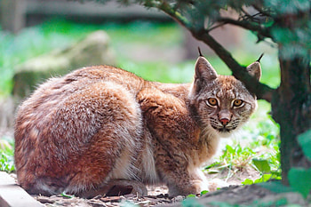 Lynx elegance, Captivating , Striking nature, Enigmatic beauty HD wallpaper