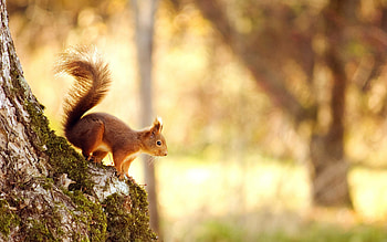 Squirrel , Top quality, High-resolution, Screensavers HD wallpaper