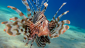 Lionfish, animal, fish, ocean HD wallpaper