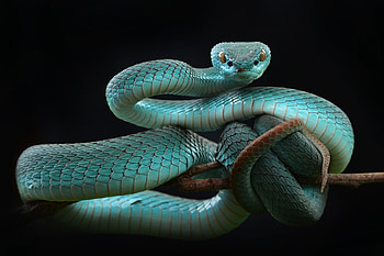 Reptile, Snake, Reptiles, Viper, Animal, Pit Viper HD wallpaper