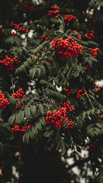 branch, fall, berry, nature HD phone wallpaper