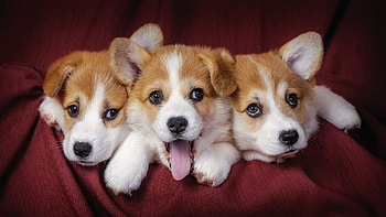 Puppies, Cute Dogs HD wallpaper