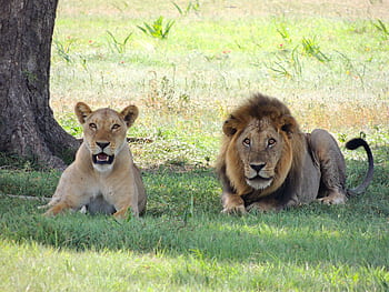 A male and female lion resting together in a grassy outdoor setting. HD wallpaper