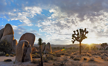 Joshua Tree, California 2022, Explore guide, Time out HD wallpaper