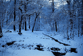 Cathkin Braes - Glasgow - Scotland (January 1991), Country Parks, Cathkin Braes, Glasgow, Scotland HD wallpaper