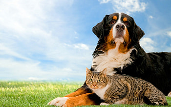 Cat and dog, kitten, kitty, cats, cute, beautiful, paws, cat face, pretty, face, lovely HD wallpaper