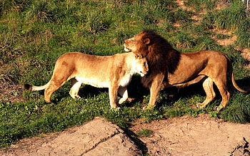 Animals, Lions HD wallpaper