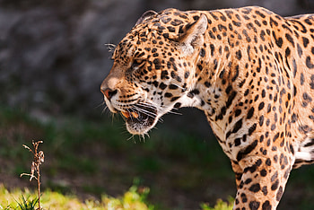 Animals, Grass, Jaguar, Grin, Muzzle, Predator HD wallpaper