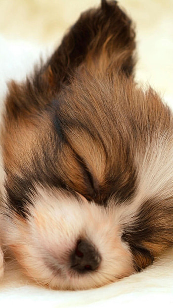 Sleeping puppy, Cute animal, Lumia 1520 , Cute puppy HD phone wallpaper