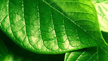 Leaf HD wallpaper