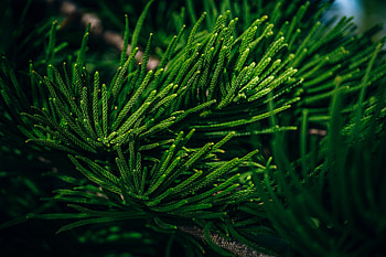 Branches, green, pine tree, close up, nature HD wallpaper