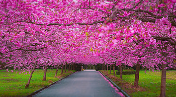 Cherry Blossom Park, nature, blossom, cherry HD wallpaper